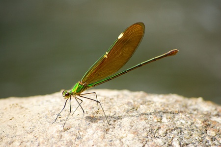 Eastern pondhawk dragonfly, Erythemis simplicicollis, on a rockの写真素材