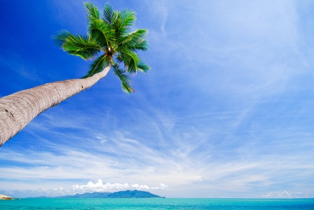 Dream Sea Coconutの写真素材