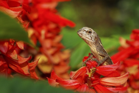 thai lizard on red flowerの写真素材