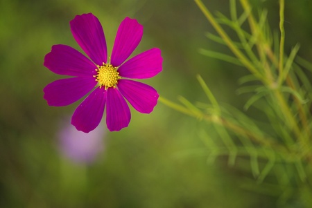 A Purple Flowerの写真素材