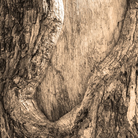 Realistic wood tree textureの写真素材
