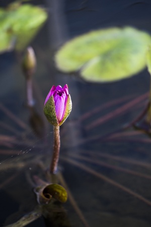 Lotus. Water lily flowerの写真素材