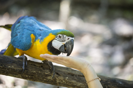 Blue yellow macawの写真素材