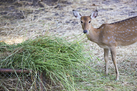Deer in zooの写真素材