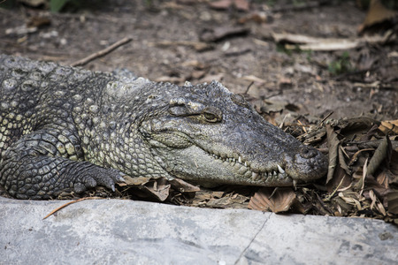 crocodileの写真素材