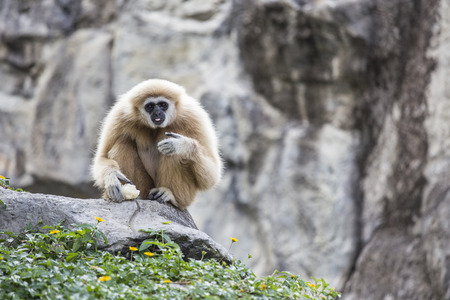 Gibbon White handの写真素材