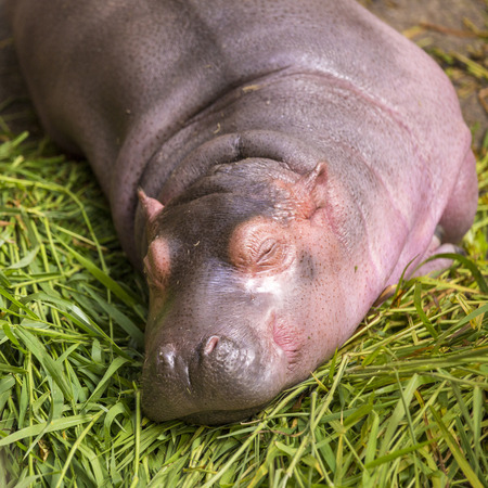 hippopotamusの写真素材