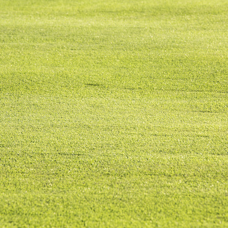 Green grass texture の写真素材