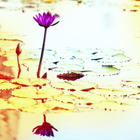 Lotus. Water lily flowerの写真素材