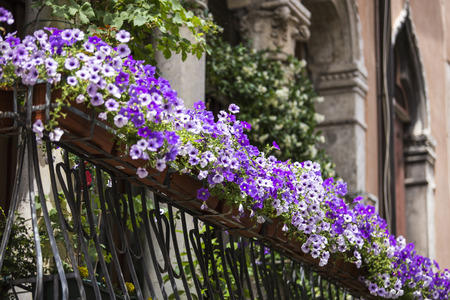 Violet floral pot on balcony Venice. Italyの写真素材