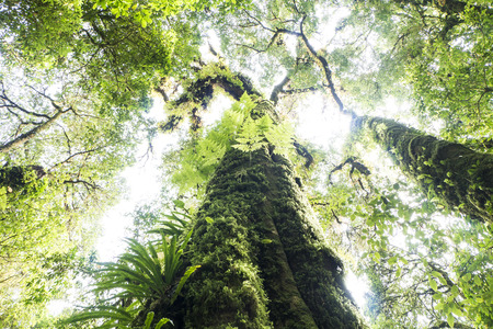 Rain forest tree at Doi Inthanon. Chiang Mai, Thailand.