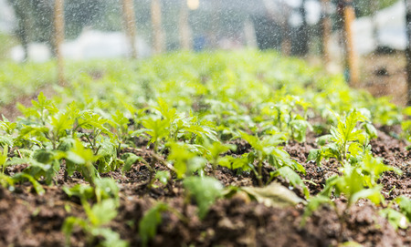 Organic garden close up image with water spring.の写真素材