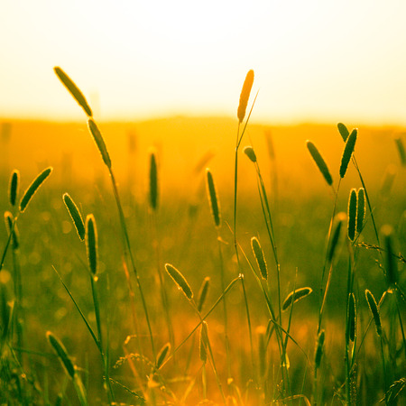 Heads of golden grain stretch out in fields at sundownの写真素材