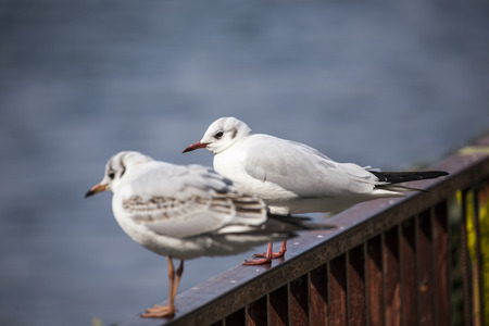 Seagull red leg stand on fenceの写真素材