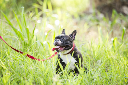 Puppy french bulldog on green field backyard.の写真素材