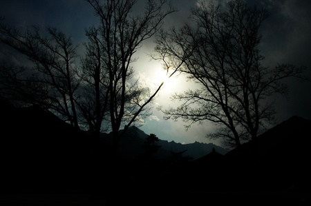 Silhouette treesの写真素材