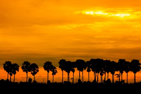 The field backlit palm Thailandの写真素材