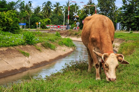 A cow is eating grass rural Thailandの写真素材
