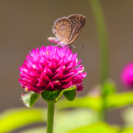 Plain butterfly on globe amaranth or bachelor button flower in public park in Thailandの写真素材