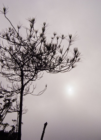 Old Tree の写真素材