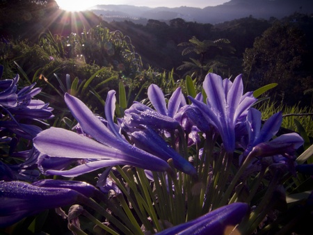 Flower lightの写真素材