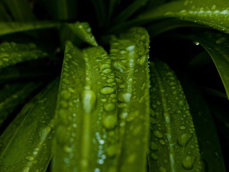 grass and dew abstract の写真素材
