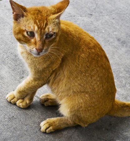 Catの写真素材