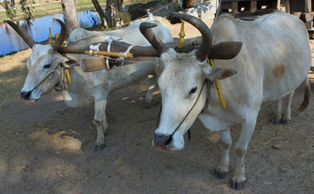 white cow hauling the cartの写真素材