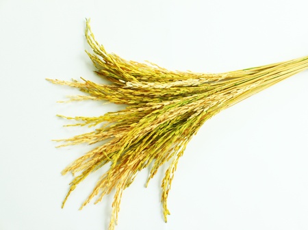 ear of rice in isolationの写真素材