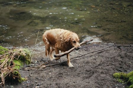Golden Retriever at the Lewis Riverの写真素材