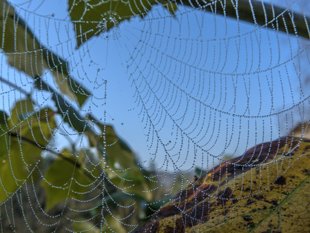 Spiders web in the morning fog full of water drops closeup.の写真素材