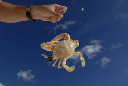 Fishreman holding crabの写真素材