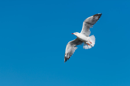 Seagull flying in the sky, Bangbu Thailand