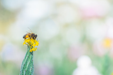 Spring life of a little World at the natureの写真素材
