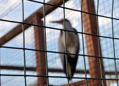 The caged birdの写真素材