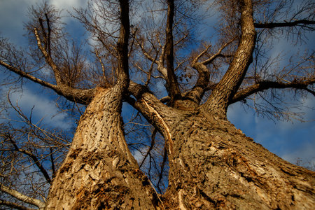 Beautiful old trees in the forest on a background of blue sky