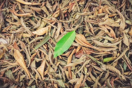 Green leaf among the Dry leaves Background, close upの写真素材