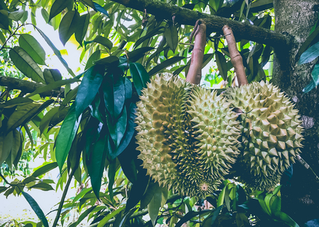 Durian tree, Durians are the king of fruitsの写真素材
