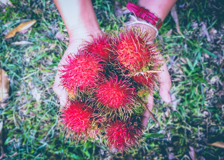 Hands holding Rambutans fruit