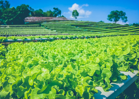 Green oak Vegetables on sponge, Hydroponic farmの写真素材