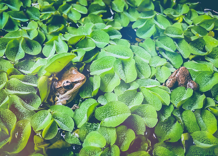 Animal world, frog in swamp, looking aroundの写真素材