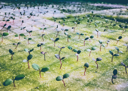 Red oak sapling Vegetables on sponge, Hydroponic farm