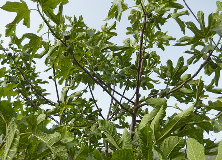 Fig tree branches against the sky with foliage and hanging fruits for Mediterranean backgroundsの写真素材