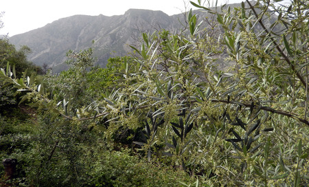 Olive tree branch with young olivesの写真素材