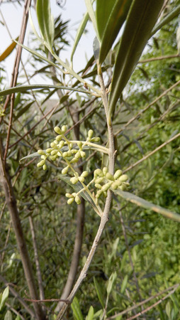 Olive tree branch with young olivesの写真素材