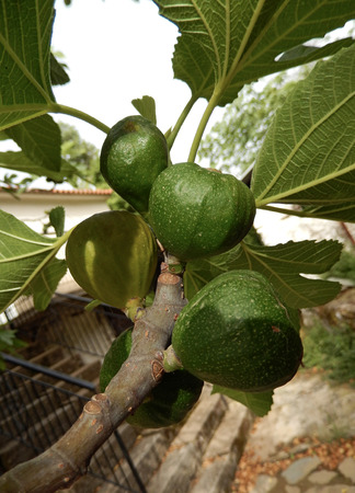 Green figs hanging on a tree branchの写真素材