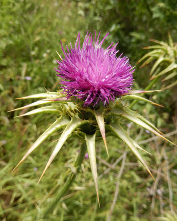 Pink Thistle flower head for wild flower or botany backgroundsの写真素材