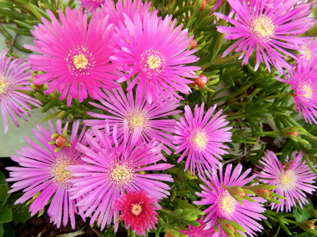 Pink margaret flower bed, with yellow center for seasonal landscape backgroundsの写真素材
