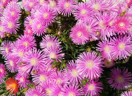 Hot Pink Margaret Flowers