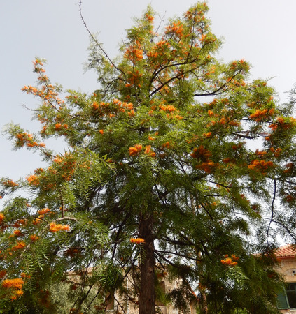 Mediterranean flowering tree with blooming orange spiky flowers in Greeceの写真素材
